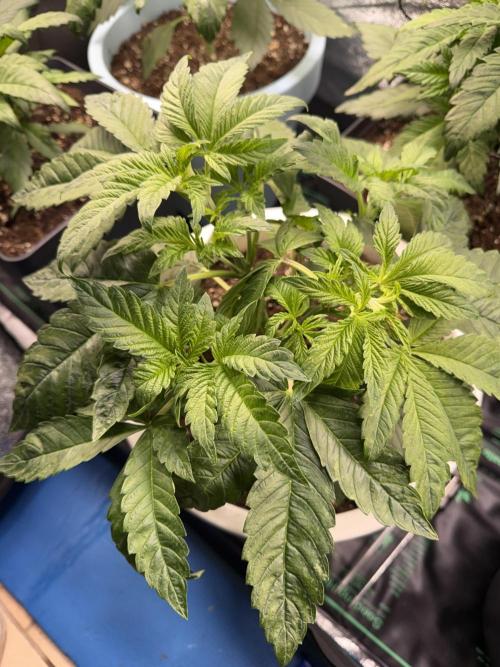 Permanent Marker - Auto Seeds. Week 5