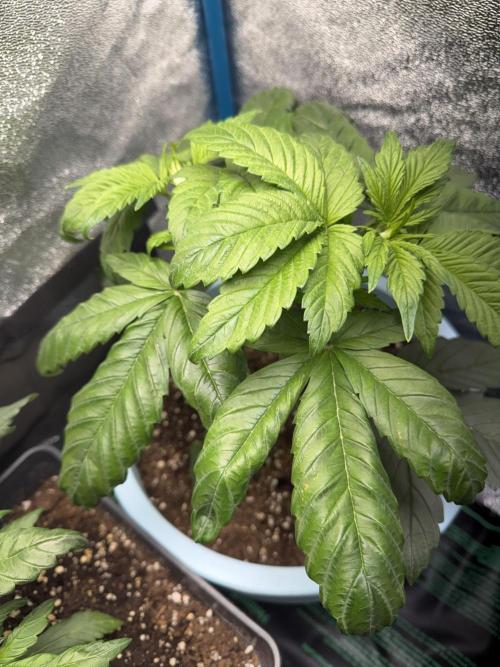 Permanent Marker - Auto Seeds. Week 5