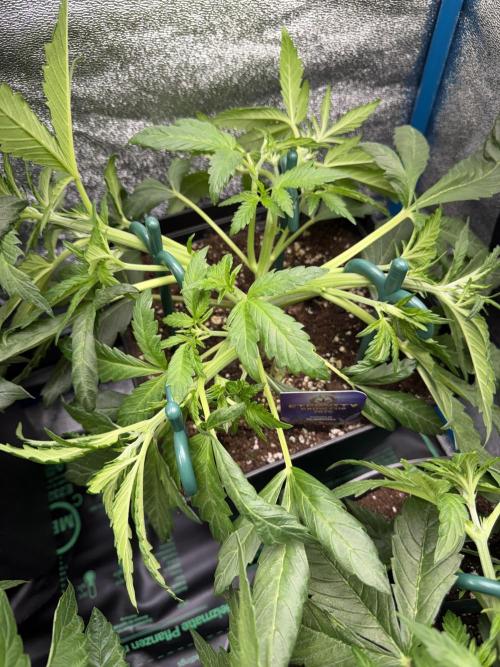 Eternity Cup 2026 - Sticky Brokkoli Auto. Week 5