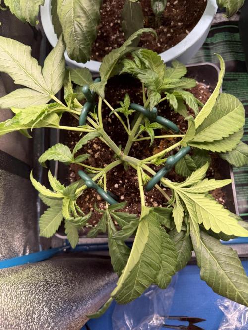 Eternity Cup 2026 - Sticky Brokkoli Auto. Week 5