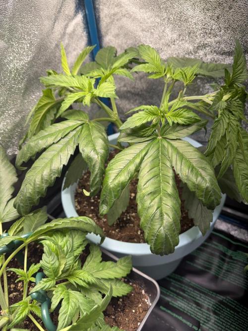 Permanent Marker - Auto Seeds. Week 5