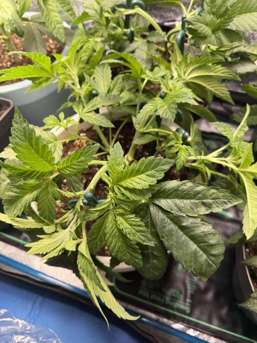 Permanent Marker - Auto Seeds. Week 5