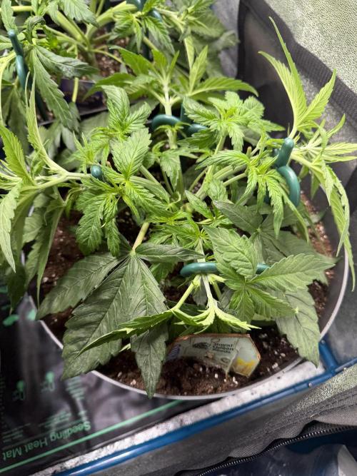 Milky Way F1 - RQS. Week 5