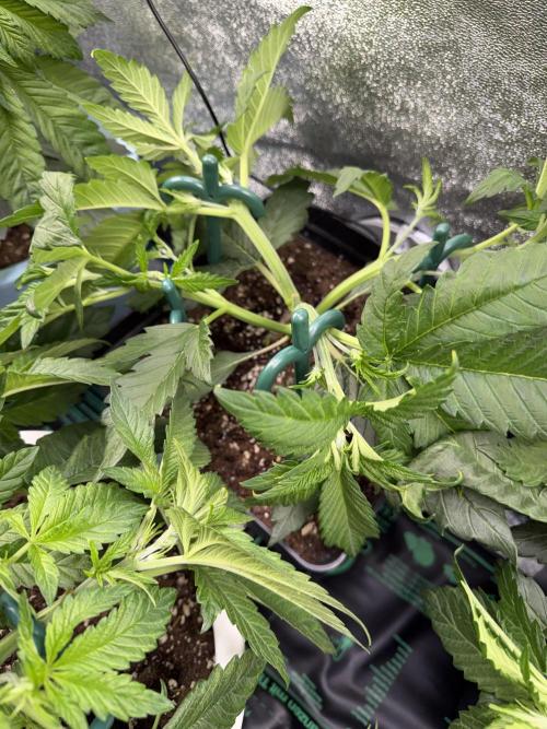 Eternity Cup 2026 - Sticky Brokkoli Auto. Week 5