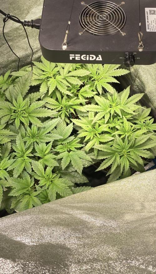 Milky Way F1 - RQS. Week 5