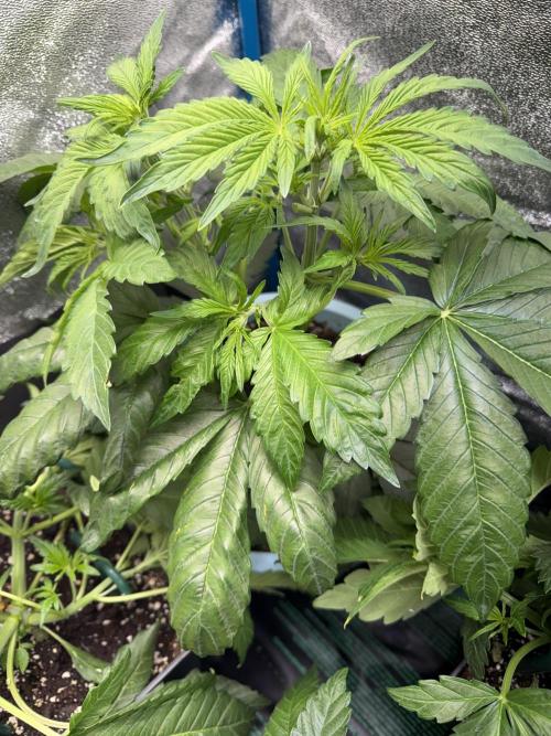 Permanent Marker - Auto Seeds. Week 6