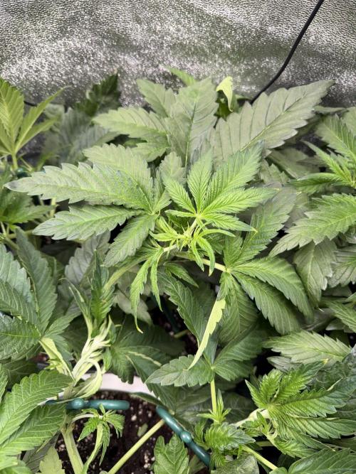 Permanent Marker - Auto Seeds. Week 6