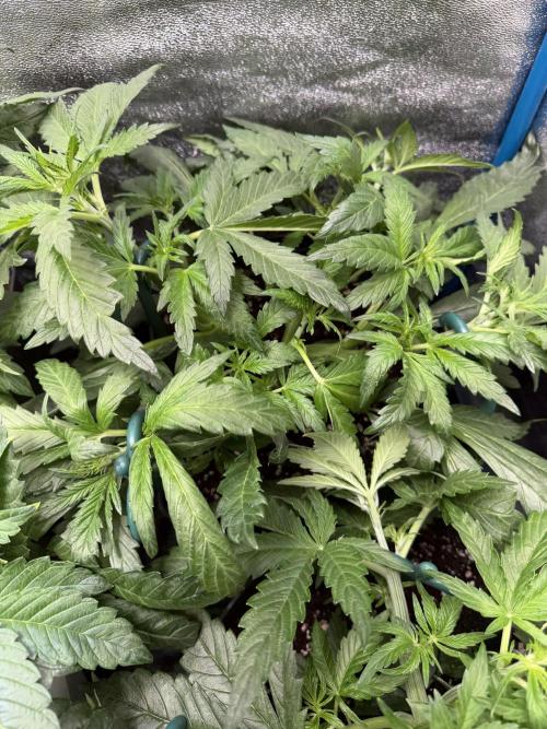Milky Way F1 - RQS. Week 6