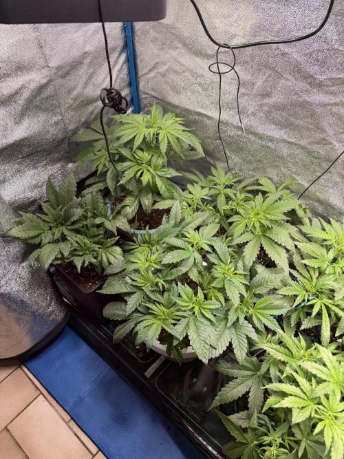 Permanent Marker - Auto Seeds. Week 6