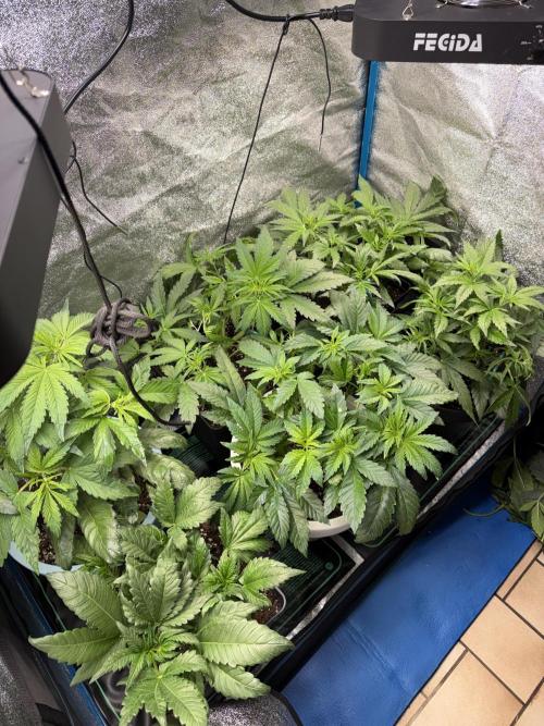 Eternity Cup 2026 - Sticky Brokkoli Auto. Week 5
