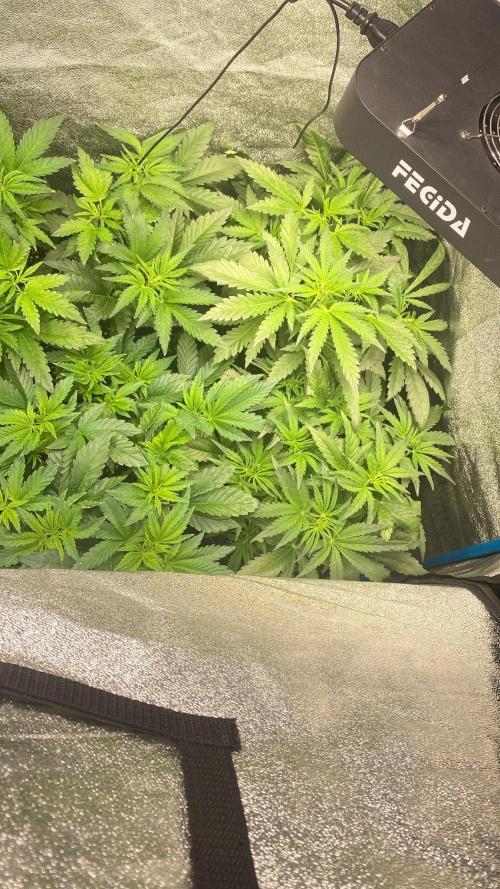 Eternity Cup 2026 - Sticky Brokkoli Auto. Week 6