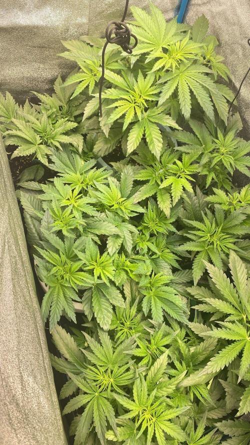 Eternity Cup 2026 - Sticky Brokkoli Auto. Week 6