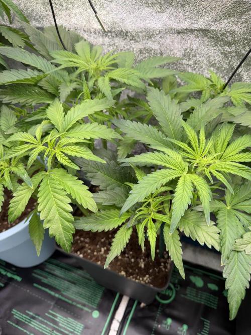 Eternity Cup 2026 - Sticky Brokkoli Auto. Week 6