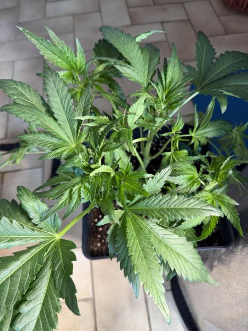Eternity Cup 2026 - Sticky Brokkoli Auto. Week 6
