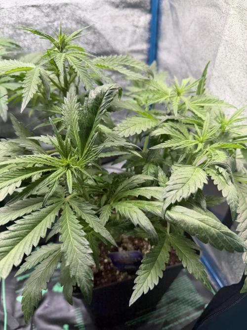 Eternity Cup 2026 - Sticky Brokkoli Auto. Week 6
