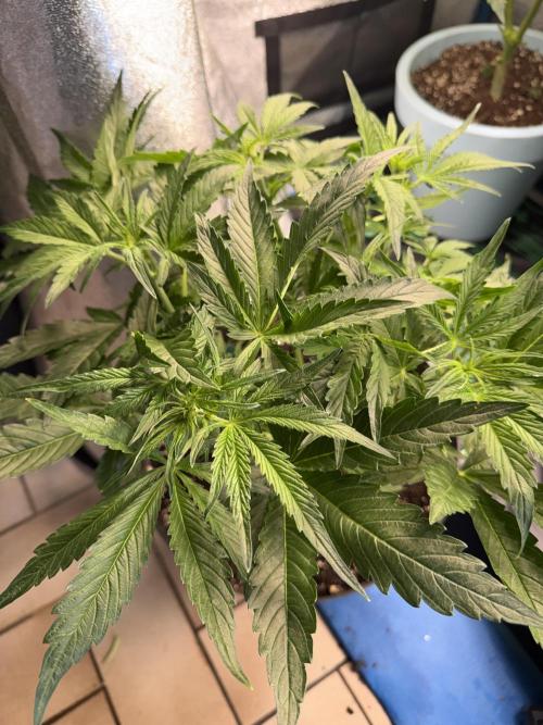 Milky Way F1 - RQS. Week 7
