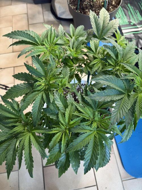 Permanent Marker - Auto Seeds. Week 7