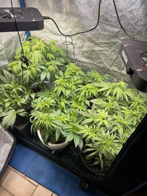 Permanent Marker - Auto Seeds. Week 7