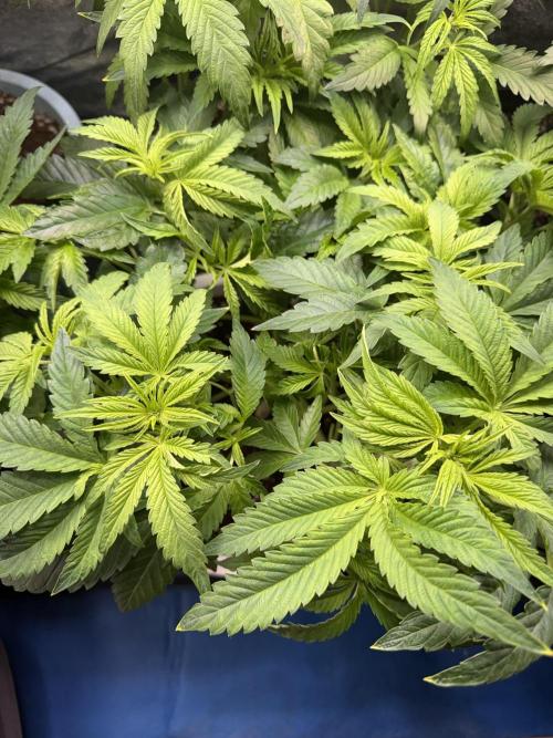 Permanent Marker - Auto Seeds. Week 7