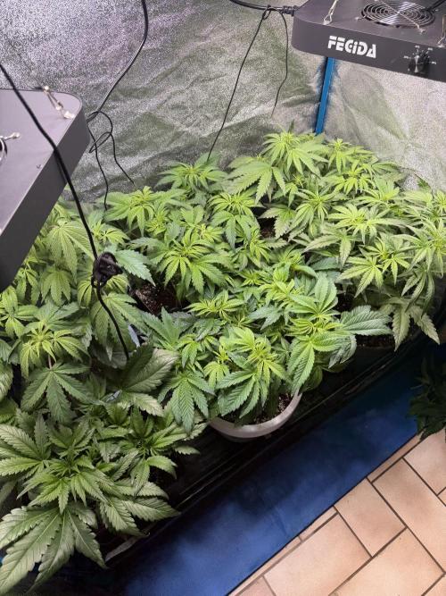 Milky Way F1 - RQS. Week 7
