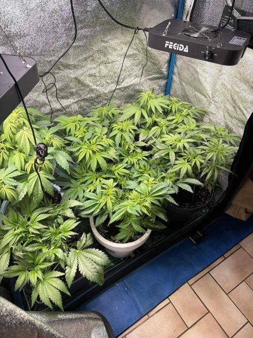 Eternity Cup 2026 - Sticky Brokkoli Auto. Week 7