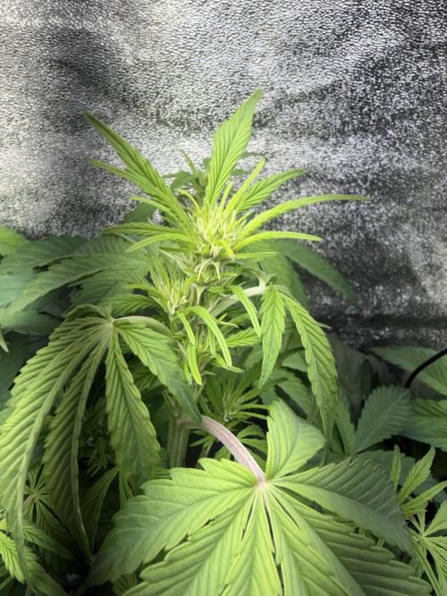 Permanent Marker - Auto Seeds. Week 7
