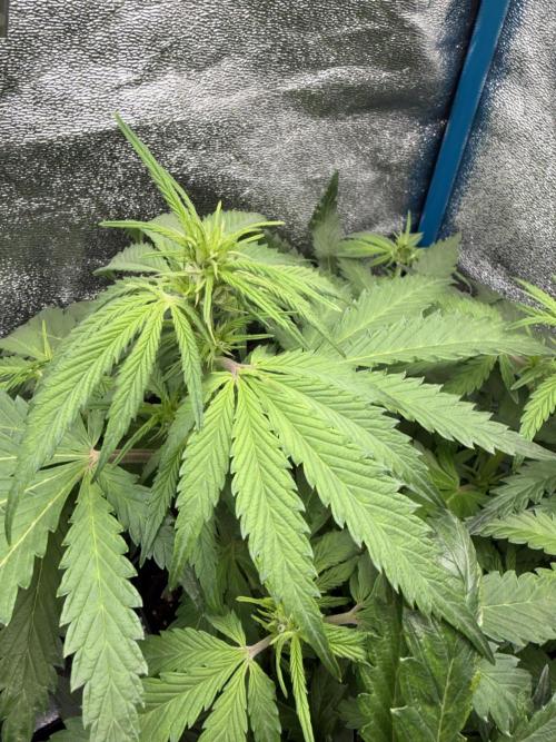 Eternity Cup 2026 - Sticky Brokkoli Auto. Week 7