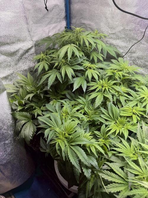 Permanent Marker - Auto Seeds. Week 7