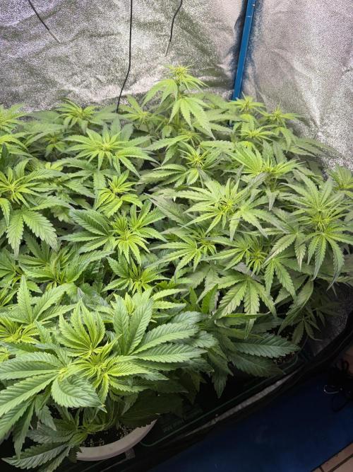 Eternity Cup 2026 - Sticky Brokkoli Auto. Week 7