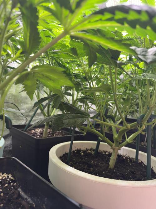 Eternity Cup 2026 - Sticky Brokkoli Auto. Week 7