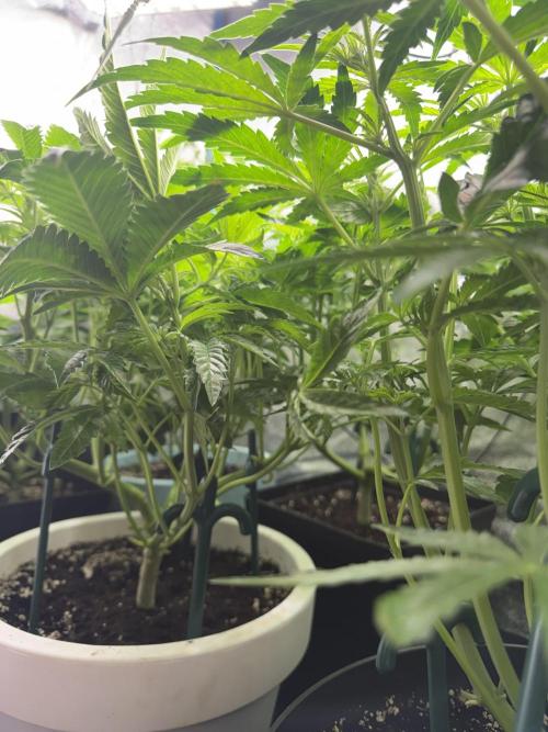 Milky Way F1 - RQS. Week 7