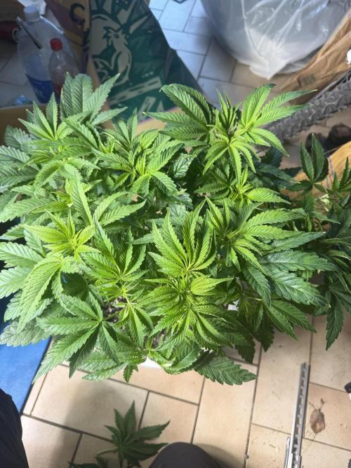 Permanent Marker - Auto Seeds. Week 8