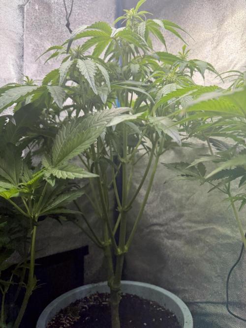 Permanent Marker - Auto Seeds. Week 8