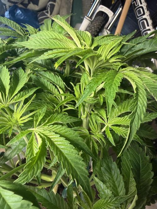Permanent Marker - Auto Seeds. Week 8