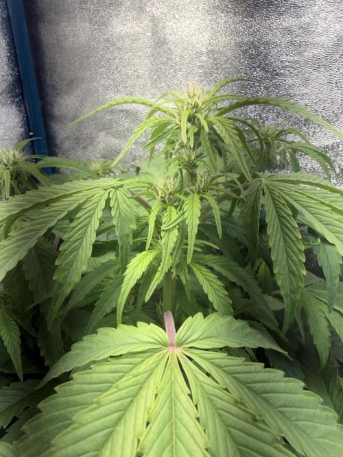Permanent Marker - Auto Seeds. Week 8