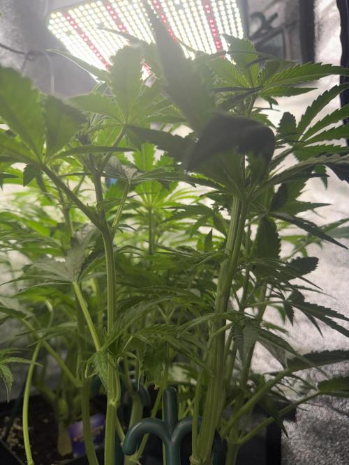 Milky Way F1 - RQS. Week 8