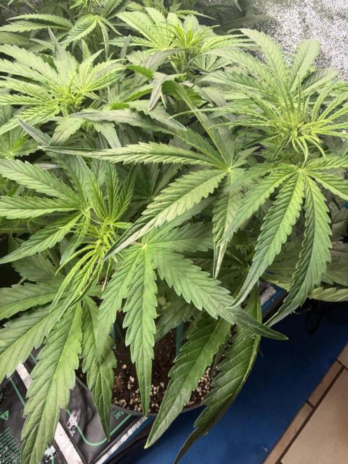 Milky Way F1 - RQS. Week 8