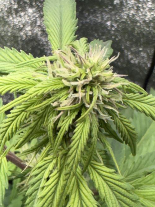 Permanent Marker - Auto Seeds. Week 8