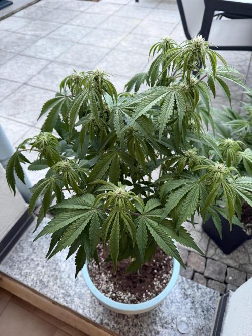 Permanent Marker - Auto Seeds. Week 8