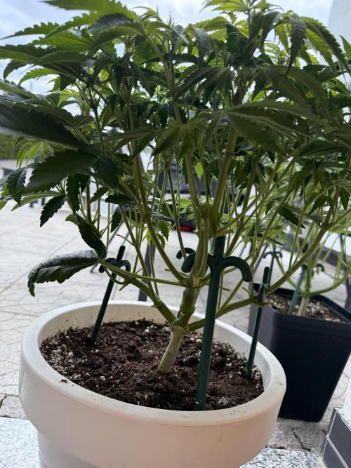 Permanent Marker - Auto Seeds. Week 8