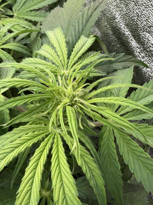 Milky Way F1 - RQS. Week 8