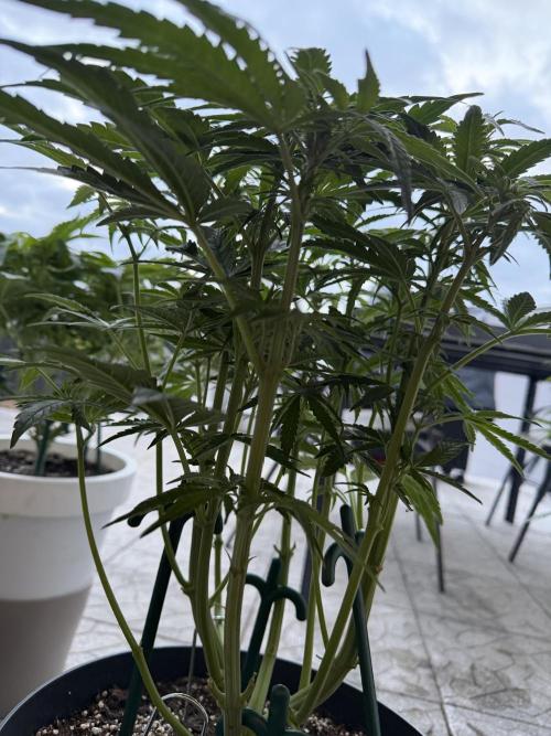 Milky Way F1 - RQS. Week 8