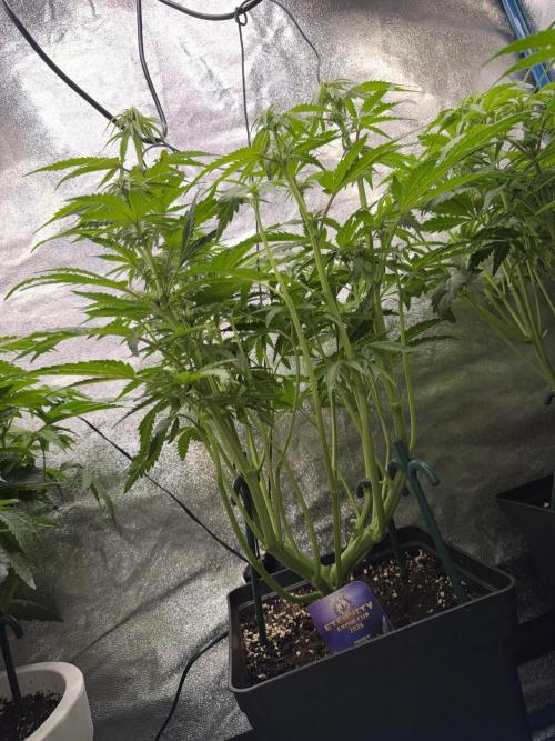 Eternity Cup 2026 - Sticky Brokkoli Auto. Week 8