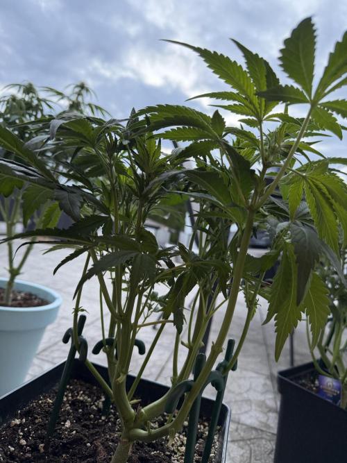 Eternity Cup 2026 - Sticky Brokkoli Auto. Week 8