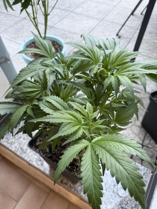 Eternity Cup 2026 - Sticky Brokkoli Auto. Week 8
