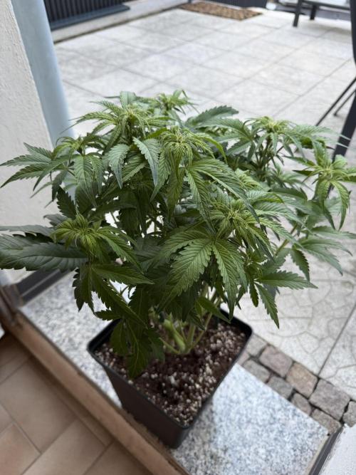 Eternity Cup 2026 - Sticky Brokkoli Auto. Week 8