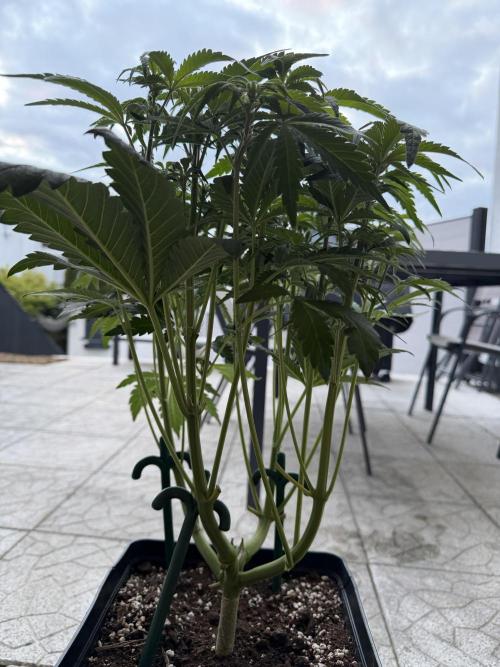 Eternity Cup 2026 - Sticky Brokkoli Auto. Week 8