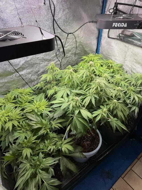 Milky Way F1 - RQS. Week 9