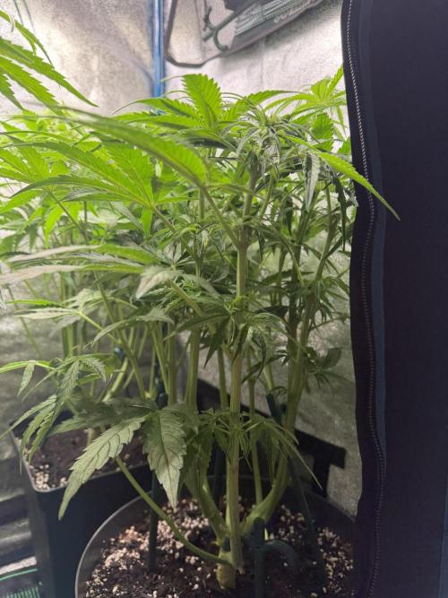 Milky Way F1 - RQS. Week 9