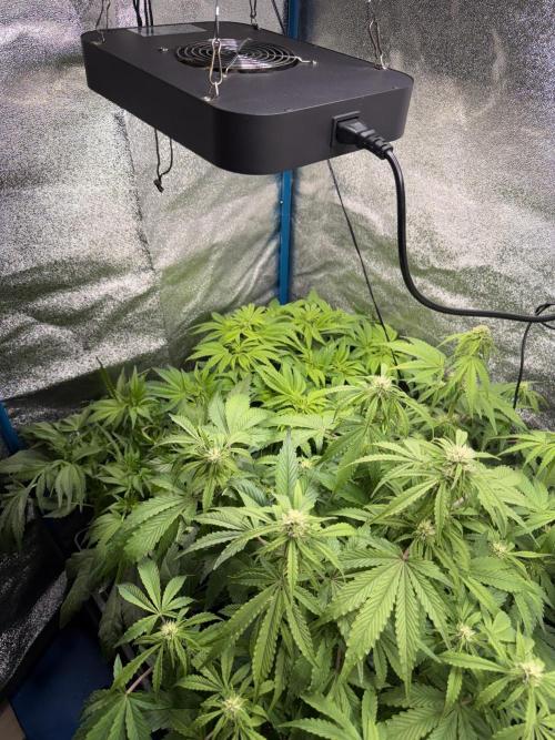 Permanent Marker - Auto Seeds. Week 9